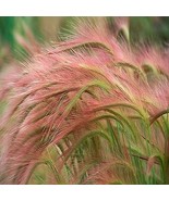 100 Ornamental Foxtail Barley (AKA Squirreltail) Grass Seeds - £4.38 GBP