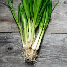 100 White Lisbon  Green Bunching Onion Seeds Or Scallion From US - £6.55 GBP