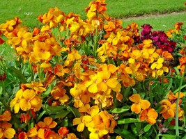 Shipped From Us 600+ENGLISH Wallflower Cheiranthus Cheiri Flowers Seeds, CB08 - £13.58 GBP