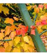 KKG Acer Grosseri D W Green Barked Maple Tree Seeds Unique Bark Color US... - $28.07
