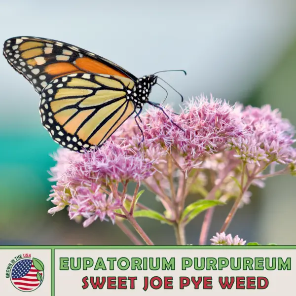 500 Sweet Joe Pye Weed Perennial Bee Butterfly Attractor Fresh Seeds - £11.15 GBP