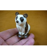 (TNE-BEA-PA-634-b) Giant Panda BEAR TAGUA NUT Figurine Carving Vegetable... - £23.71 GBP