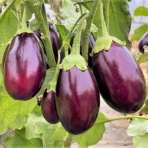 Indian Eggplant Brinjal Baby Mini Aubergine Asian Vegetable Fresh Seeds USA - £11.93 GBP