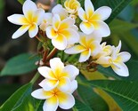 17&quot;~19&quot;+3 free seeds Rare Celadine Plumeria Cutting with Multiple Tips +... - $58.33
