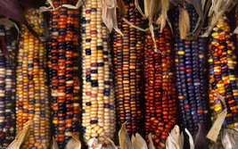 35 Giant Rainbow Corn seeds -1297 - $3.98
