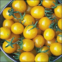 Chello Yellow Cherry Tomato - 20 Seeds - £23.97 GBP