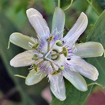 Best USA Seller Passiflora Tenuifilia 5 Seeds - £26.54 GBP