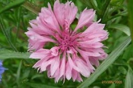FG 750 Pink Bachelor&#39;S Button / Cornflower Centaurea Cyanus Flower Seeds - £4.63 GBP