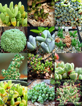 ANTIMIMA MIX @ rare succulent cactus exotic living stones desert seed - ... - $8.99