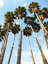 TISSEEDS 30 California Fan Palm Tree Petticoat Arizona Desert Washingtonia Filif - £6.87 GBP