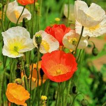 Shipped From Us 4000+ Iceland Poppy Mix Colors Flower Seeds, CB08 - £13.58 GBP
