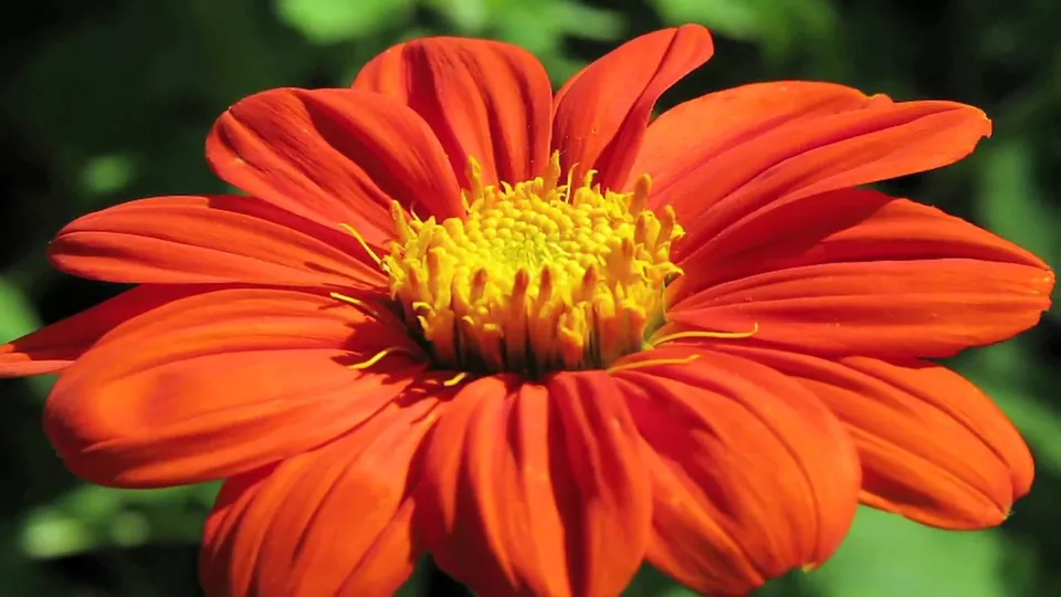 KS Mexican Sunflower Orange Non Gmo Organic Planting 75 Seeds  - $9.36