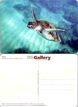 Sea Turtle Sparky Printed on Chlorine Free Plantation Grown Paper VTG Postcard - £7.51 GBP