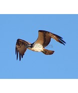 Osprey in flight - 8x10 Unframed Photograph #1 - $24.21 CAD