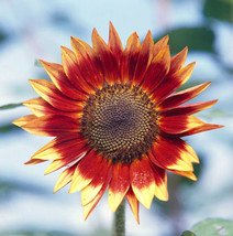 15 Sunflower Sun Flower Seeds Bw97800 37 Fresh USA Shipping - £12.63 GBP