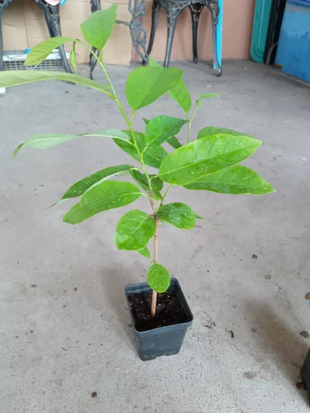 14 18 Apple Sugar Seedling Annona Squamosa Custard Na Dai Mãng CầU Dai F... - £42.55 GBP