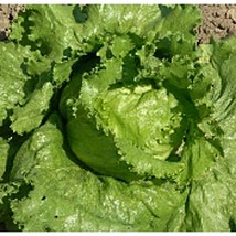 USA Seller Great Lakes Mesa 659 Lettuce Seeds Fast Shipping - £10.06 GBP