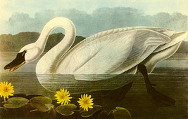 John James Audubon Whistling Swan 15x22 Hand Numbered Ltd. Edition Art P... - $48.99