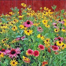 2000+ Pollinator Mix Flower Seeds - $21.85