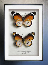 Danaus Chrysippus African Monarch Real Butterflies Entomology Collectible Displa - £58.66 GBP
