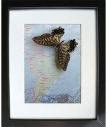 Framed Vintage Map With Papilio Swallowtail Real Butterfly In Shadowbox - $68.07 CAD