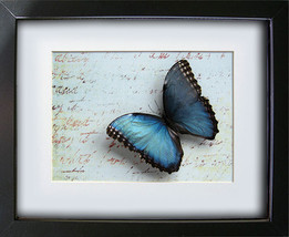 Love Letter Handwritten With Morpho Emperor Real Butterfly In Shadowbox - £52.27 GBP