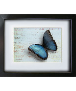 Love Letter Handwritten With Morpho Emperor Real Butterfly In Shadowbox - $95.31 CAD