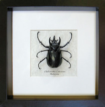 Three Horned Rhino Chalcosoma Caucasus Real Beetle Entomology Framed Shadowbox - £76.87 GBP
