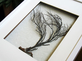 Winter Tree Real Marine Animal Black Sea Fan  Artwork Framed In White Sh... - $114.99