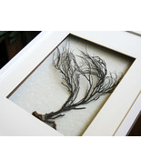 Winter Tree Real Marine Animal Black Sea Fan  Artwork Framed In White Sh... - £87.86 GBP