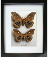 Purplish Eyespots Antheraea Polyphemus PAIR Real Silk Moths Framed Shado... - £102.01 GBP