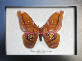 Nudaurelia Anthinoides Real African Silk Moth Entomology Museum Quality Display - £76.44 GBP