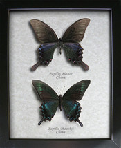 AMAZING SET Papilio Bianor &amp; Papilio Maackii Real Swallowtail Butterflies In Sha - £51.19 GBP