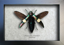 Green Reflection Jewel Chrysochroa Saundersi Real Beetle Entomology Shadowbox - £41.86 GBP