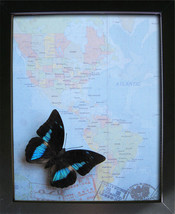 Vintage Map Archaeoprepona Demophon Reflector Prepona Real Butterfly Shadowbox - £55.02 GBP