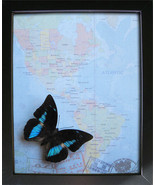 Vintage Map Archaeoprepona Demophon Reflector Prepona Real Butterfly Sha... - $93.94 CAD