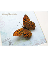 Vintage Map With Real Butterfly Framed Shadowbox - $78.96 CAD