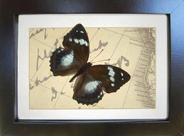 Vintage Map Purple Emperor Mimathyma Schrenckii Real Butterfly Museum Shadowbox - £39.07 GBP