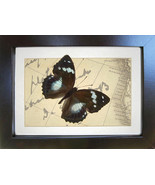 Vintage Map Purple Emperor Mimathyma Schrenckii Real Butterfly Museum Sh... - $48.99