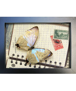 Travel Memories Pearl Blue Morpho Sulkowskyi Real Butterfly Framed Shado... - $107.56 CAD