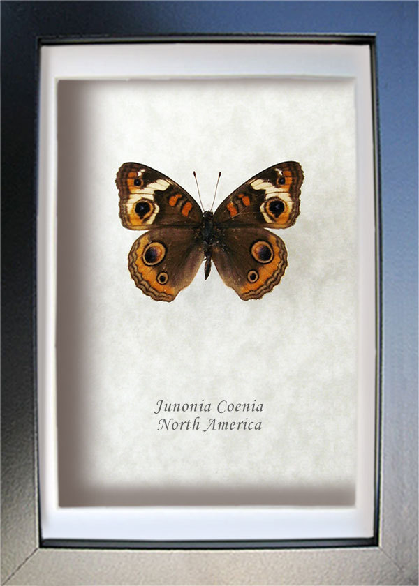Buckeye Junonia Coenia Real Butterfly Framed Entomology Collectible Shad... - $44.99