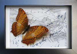 Vintage Map Golden Cruiser Vindula Dejone Real Butterfly Collectible Shadowbox - £33.87 GBP