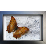 Vintage Map Golden Cruiser Vindula Dejone Real Butterfly Collectible Sha... - $58.54 CAD
