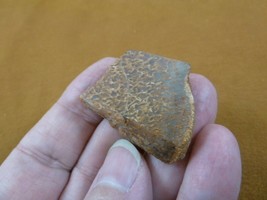 DF301-11 Fossil REAL 1-1/2&quot; DINOSAUR Bone Slice Jurassic Dino love dinos fossils - £8.23 GBP