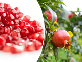 SR12Store 25 Pomegranate Seeds Punica Granatum Sweet Tropical Edible Fruit Shrub - $8.62