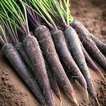 Black Nebula Carrot Noir Galaxy Obsidian Co (Seed) - £4.63 GBP