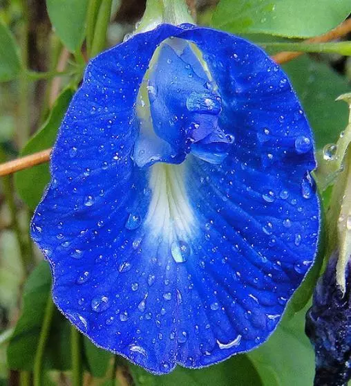Clitoria Ternatea Blue Butterfly Pea 20 Seeds Vine100% new Organic - £10.73 GBP