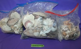 3 Bags Of Large Assorted Beach Seashells Crafts Nautical Decor Collection  - £43.51 GBP