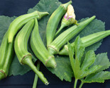 75 Clemson Spinless Okra Seeds Fast Shipping - £7.22 GBP