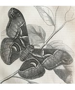 Silk Worm Moth Bombyx Cynthia 1863 Victorian Farming Agriculture Insects... - €42,94 EUR